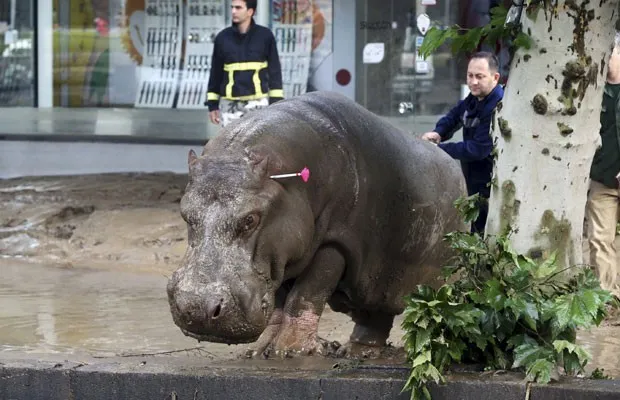 Homem direciona hipopótamo que fugiu de zoológico na Geórgia após ele ser atingido por um tranquilizante neste domingo (14). A fuga ocorreu após fortes chuvas em Tbilisi (Foto: Beso Gulashviliingo/Reuters)