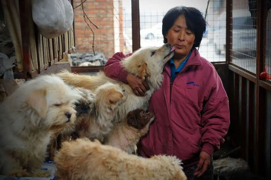Chinesa salvou cerca de 100 cães - Foto: Bored Panda / Reprodução