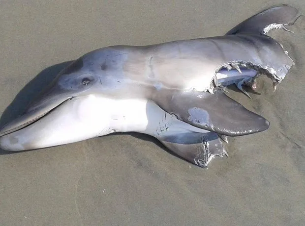 Carcaça de golfinho tinha marcas de mordidas feitas por grande predador (Foto: Reprodução/Facebook/Gene Alesi)