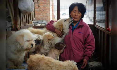 ​Chinesa gasta US$ 1 mil para que 100 cães não fossem comidos