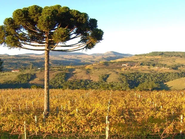 Árvore de Araucária é típica da região Sul do Brasil (Foto: Arquivo TG)