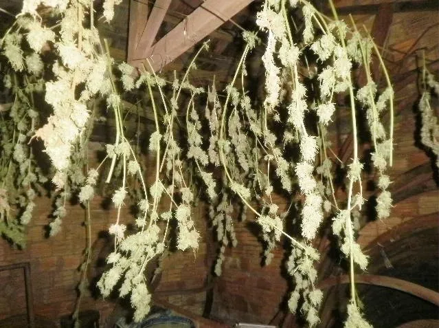 Plantas ficavam para secagem em varais (Foto: Blog do Berimbau)