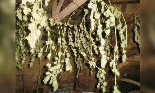 Polícia encontra chácara para cultivo de maconha em Faxinal