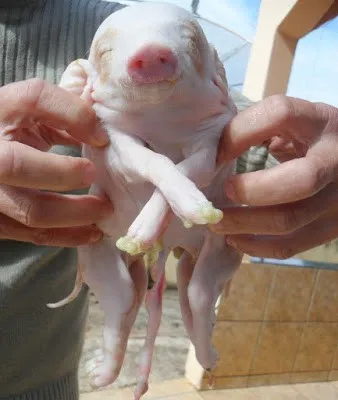 Porco nasce com dois corpos e uma cabeça em Novo Itacolomi - Foto: blog do Berimbau