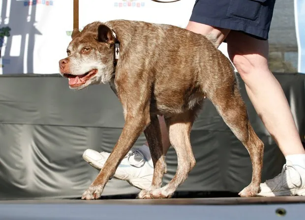 Quasi Modo foi eleito o cão mais feio do mundo em 2015 (Foto: George Nikitin/AP)
