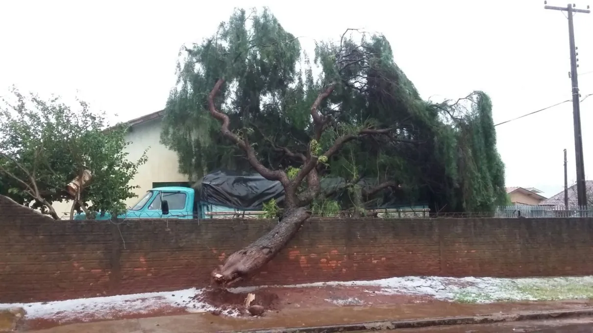 Vento derruba árvore em Borrazópolis (Foto: Blog do Berimbau)