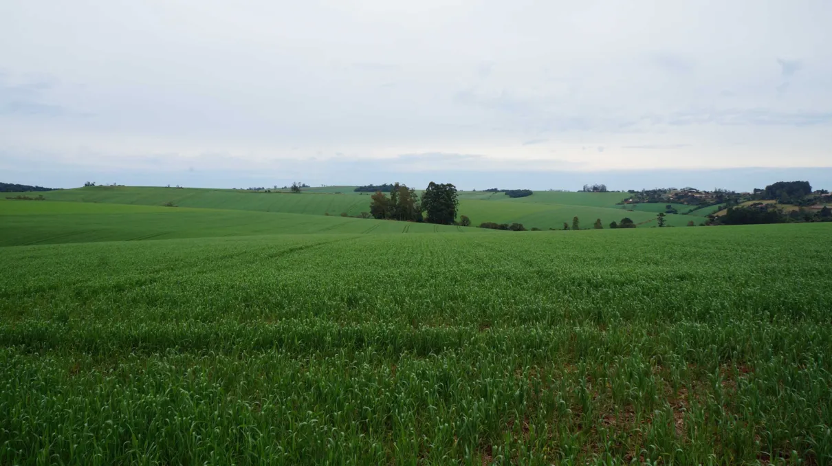 A perda na produção do trigo mais concentrada em áreas onde ocorreu chuva de granizo (Foto/Ivan Maldonado)