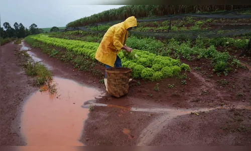 Excesso de chuva prejudica produção de hortaliças 