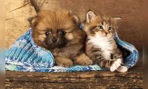 Frio pede cuidados especiais com animais de estimação