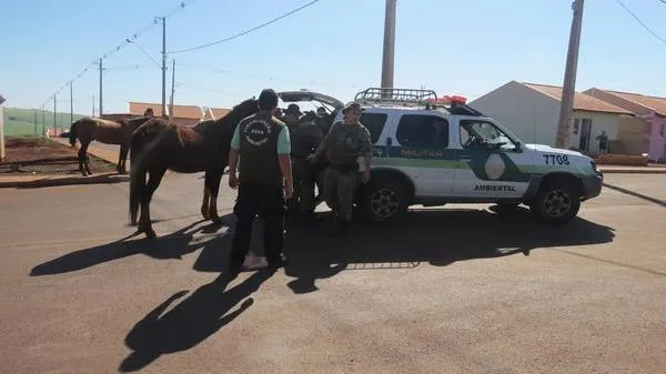 Operação capturou 17 animais de grande porte em diversos bairros (Divulgação/Prefeitura)