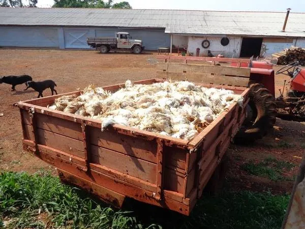 Calor e falta de energia provocam a morte de milhares de frangos - Foto: Divulgação
