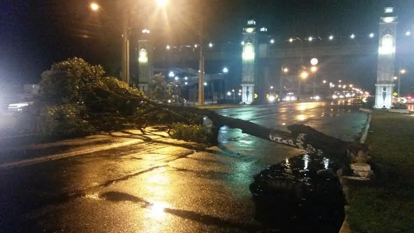 ​Árvore cai e bloqueia a BR-369, em Londrina - Foto: Eliandro Piva