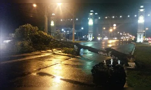 ​Árvore cai e bloqueia a BR-369, em Londrina