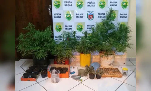 ​PM prende rapaz que tinha estufa para cultivo de maconha