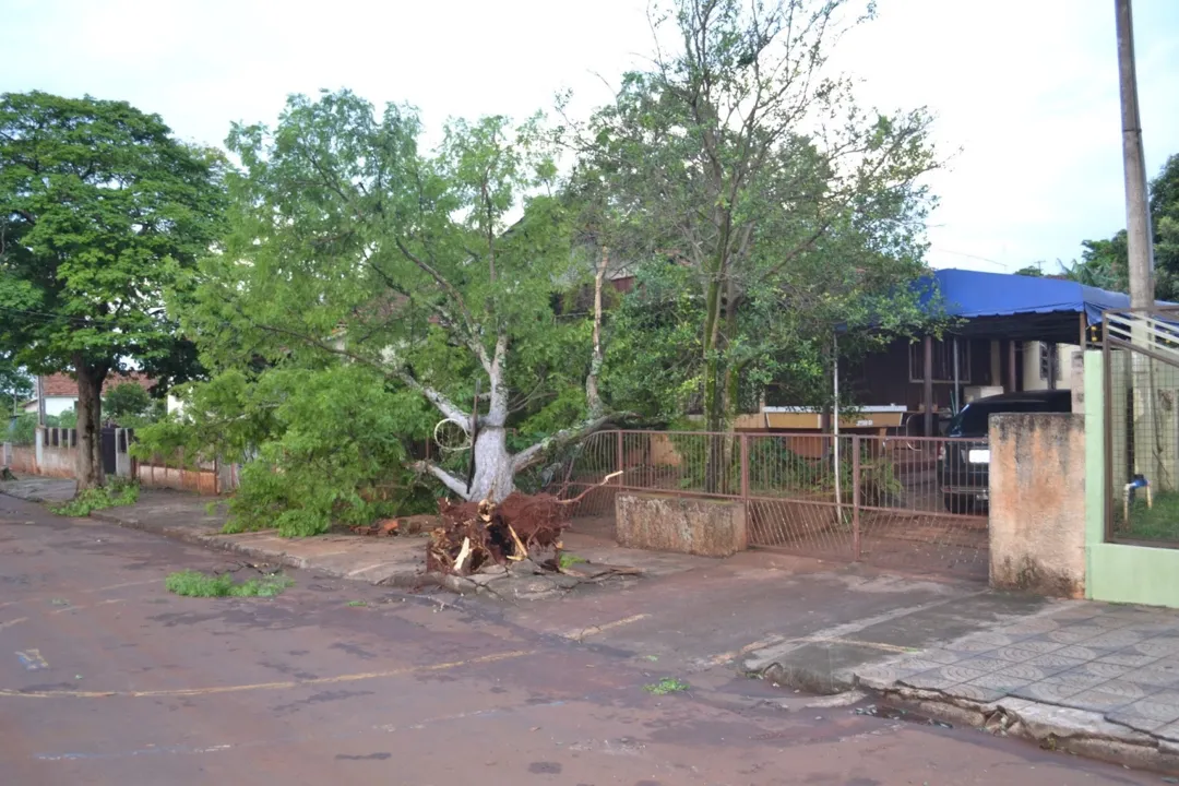 Árvore derrubada pelo vento em Borrazópolis (Foto: Wellyngton Jhonis)