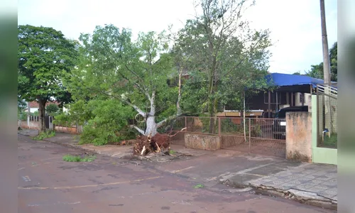 Temporal deixa rastro de destruição em Borrazópolis