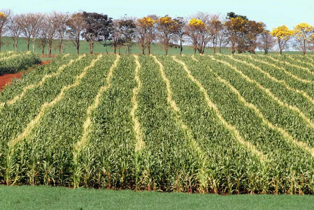 Linhas de crédito para plantar milho safrinha já estão disponíveis - Foto: Arquivo