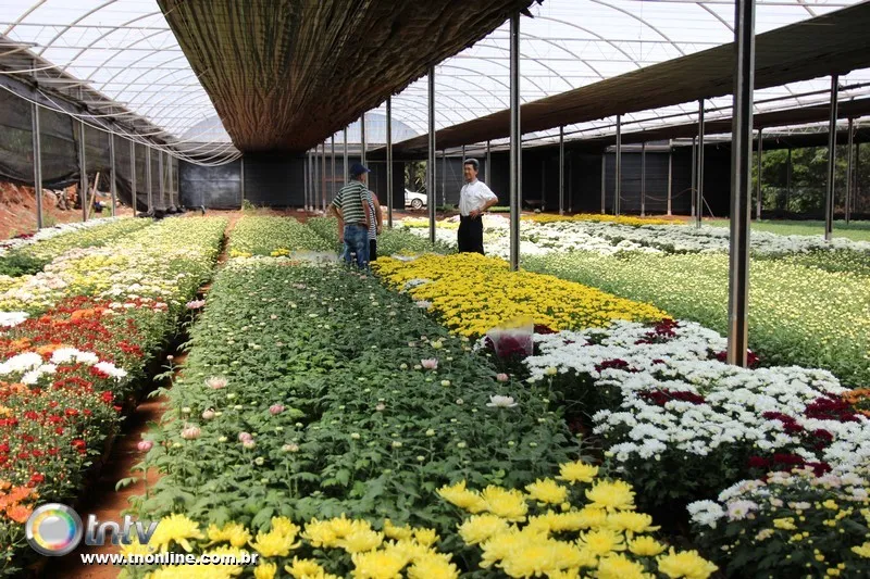 Em Apucarana, a família Metta trabalha há mais de 40 anos com plantio de flores - Foto: José Luiz Mendes