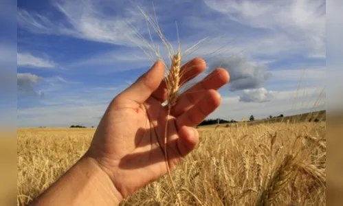 Renda real do produtor rural paranaense dobrou em 15 anos