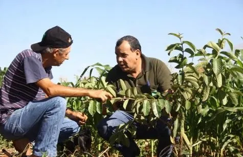 Técnicos vão orientar agricultores sobre o uso racional de herbicidas - imagem divulgação da Prefeitura de Apucarana