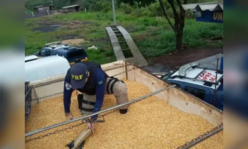 Morador de Arapongas transportava 20 t de maconha