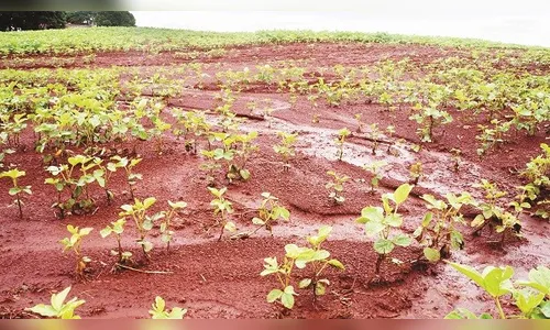 Chuva em excesso já afeta lavouras de soja no Vale