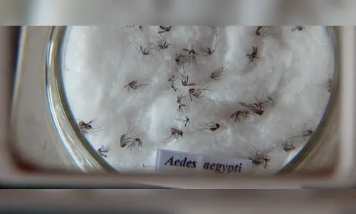 Londrina confirma primeiro caso de Zika