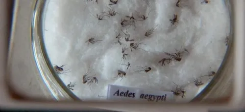 Presença do vírus Zika em Londrina deiza autoridades dea área da Saúde Pública em alerta - Foto: Agência Brasil