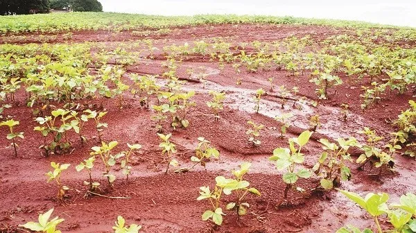 Quase 2% da área de soja terá que ser replantada no Vale do Ivaí, no Paraná, com prejuízo estimado em R$ 8 mihões - Foto: Ivan Maldonado