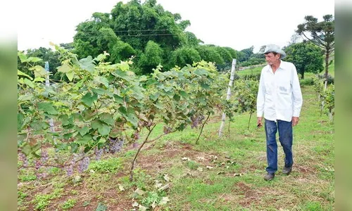 Fruticultura amplia renda no campo