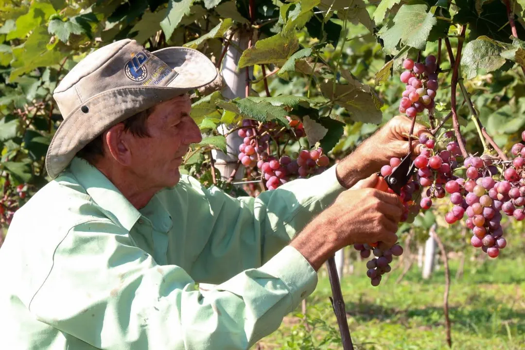Apucarana inicia colheita de frutas no programa Terra Forte