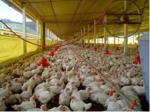 No terceiro trimestre deste ano, foram abatidos 1,5 bilhão de frangos