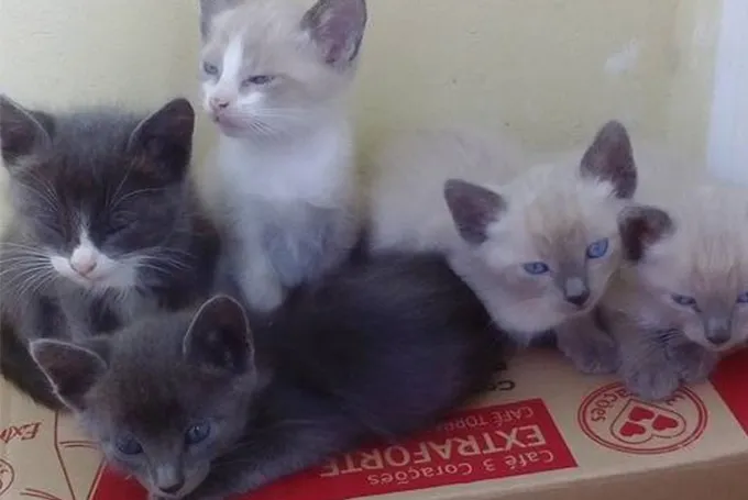 Internauta faz campanha para doação de gatinhos abandonados em Ponta Grossa - Imagem/reprodução
