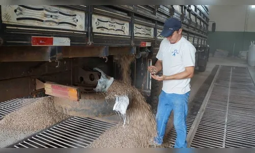 Em 15 anos, feijão perde 75% da área plantada em região do Paraná
