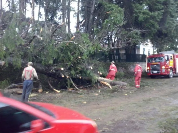 Em Curitiba, a chuva derrubou várias árvores neste mês:   EL NIÑO  - Foto: Divulgação
