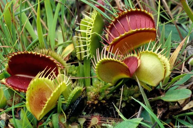 Plantas carnívoras do gênero dioneia, popularmente conhecidas como "papa-moscas" contam os estímulos em seus capilares para controlar a digestão. Foto: awkwardbotany.com