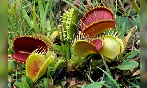 Planta carnívora 