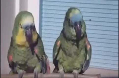 Papagaios que cantam Hino do Coritiba são furtados de dentro de casa e família pede ajuda