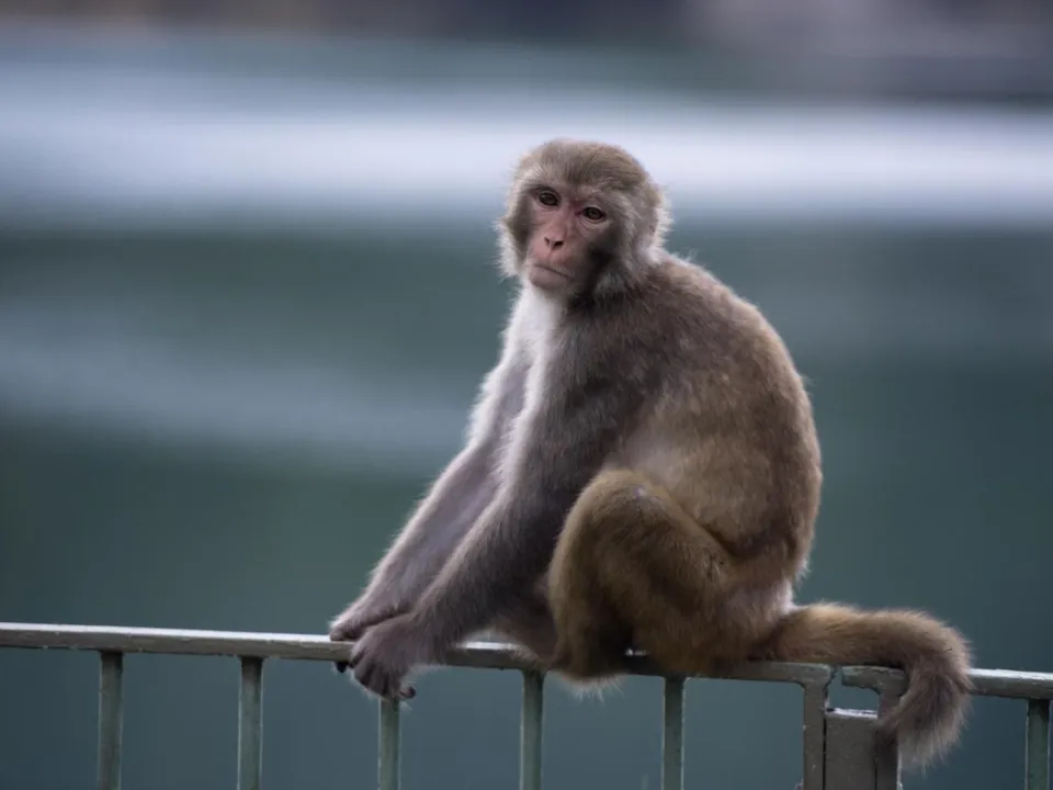 O instituto Shangai de pesquisas biológicas criou mais de 12 macacos com variados níveis de autismo. Foto: Getty Images
