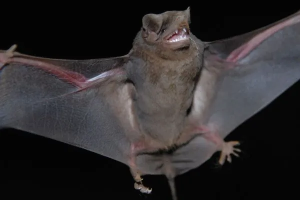 Se a pessoa encontrar um morcego com alteração de hábito, que não seja pendurado ou voando durante o dia, o animal deve ser isolado - Foto - Tribuna do Norte
