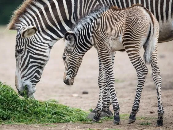 Um filhote de zebra e sua mãe. Foto: Getty Images