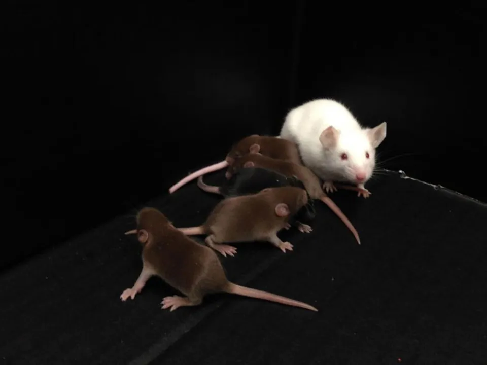 Cientistas criaram rato de laboratório macho sem cromossomo Y que ainda é capaz de se reproduzir. Fonte: independent.co.uk 