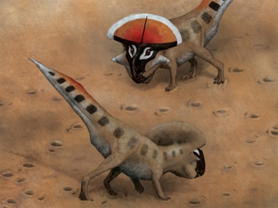 Durante o estudo, os pesquisadores analisaram 37 espécimes de Protoceratops andrewsi de todas as idades. O referido dinossauro pertence ao mesmo grupo que o Triceratops. Fonte: independent.co.uk