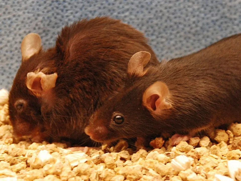 Ao terem suas células já desgastadas removidas, o tempo de vida dos ratos aumentou em 35%. Fonte: independent.co.uk
