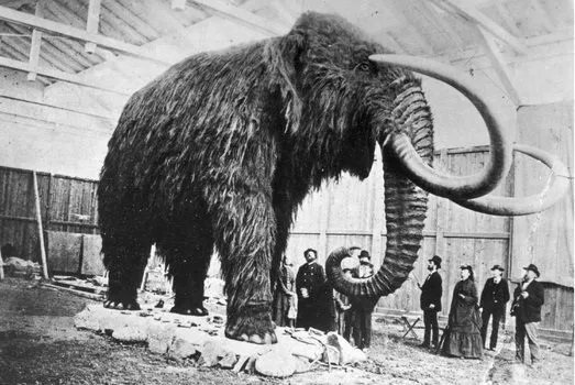 Um mamute empalhado escavado na Sibéria. Fonte: nytimes.com