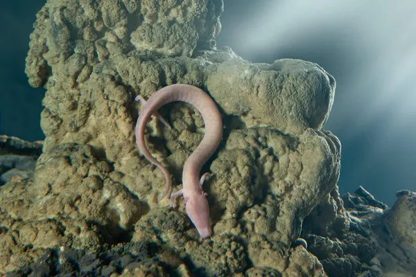 Um olm, pequena criatura anfíbia que habita cavernas. Fonte: nytimes.com