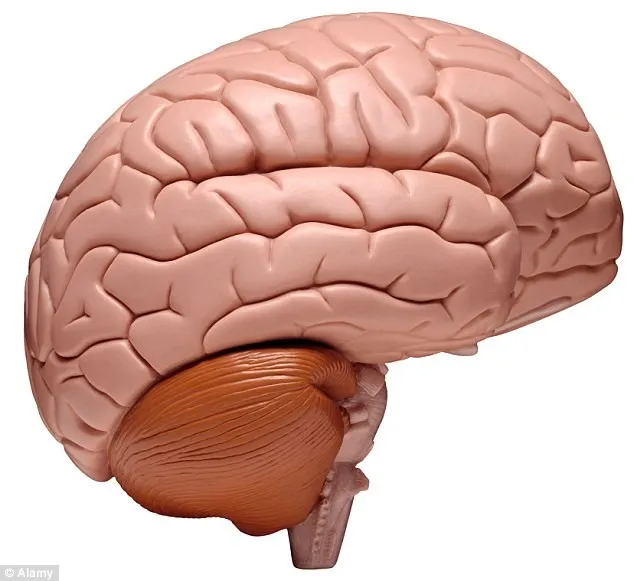 Neurocientistas estão tentando desenvolver uma técnica para preservar um cérebro humano e trazê-lo de volta à vida anos depois. Fonte: dailymail.co.uk