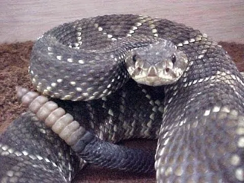 A Polícia Ambiental relatou nesta segunda-feira (8) que uma cobra cascavel adulta foi capturada em uma residência em Londrina - Imagem: www.youtube.com