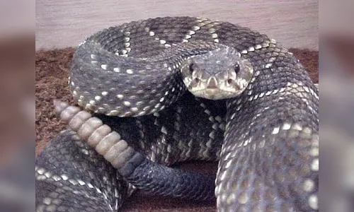 ​Cobra cascavel é localizada dentro imóvel em Londrina