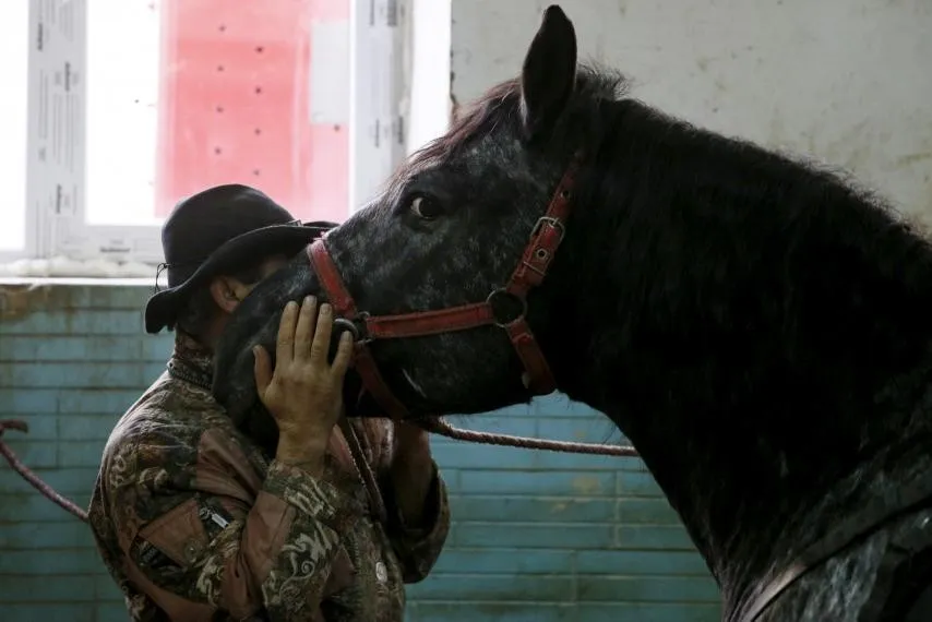 Cavalos reconhecem emoções humanas baseados em expressões faciais, demonstrou uma nova pesquisa. Fonte: newsweek.com